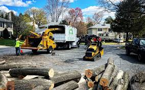 Tree and Shrub Care in Chase, PA